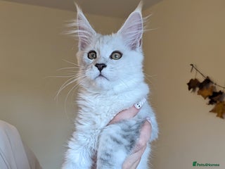 Maine Coon cats - Advert 23