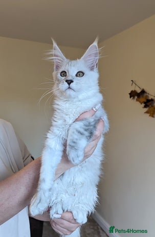 Maine Coon cats - Advert 5