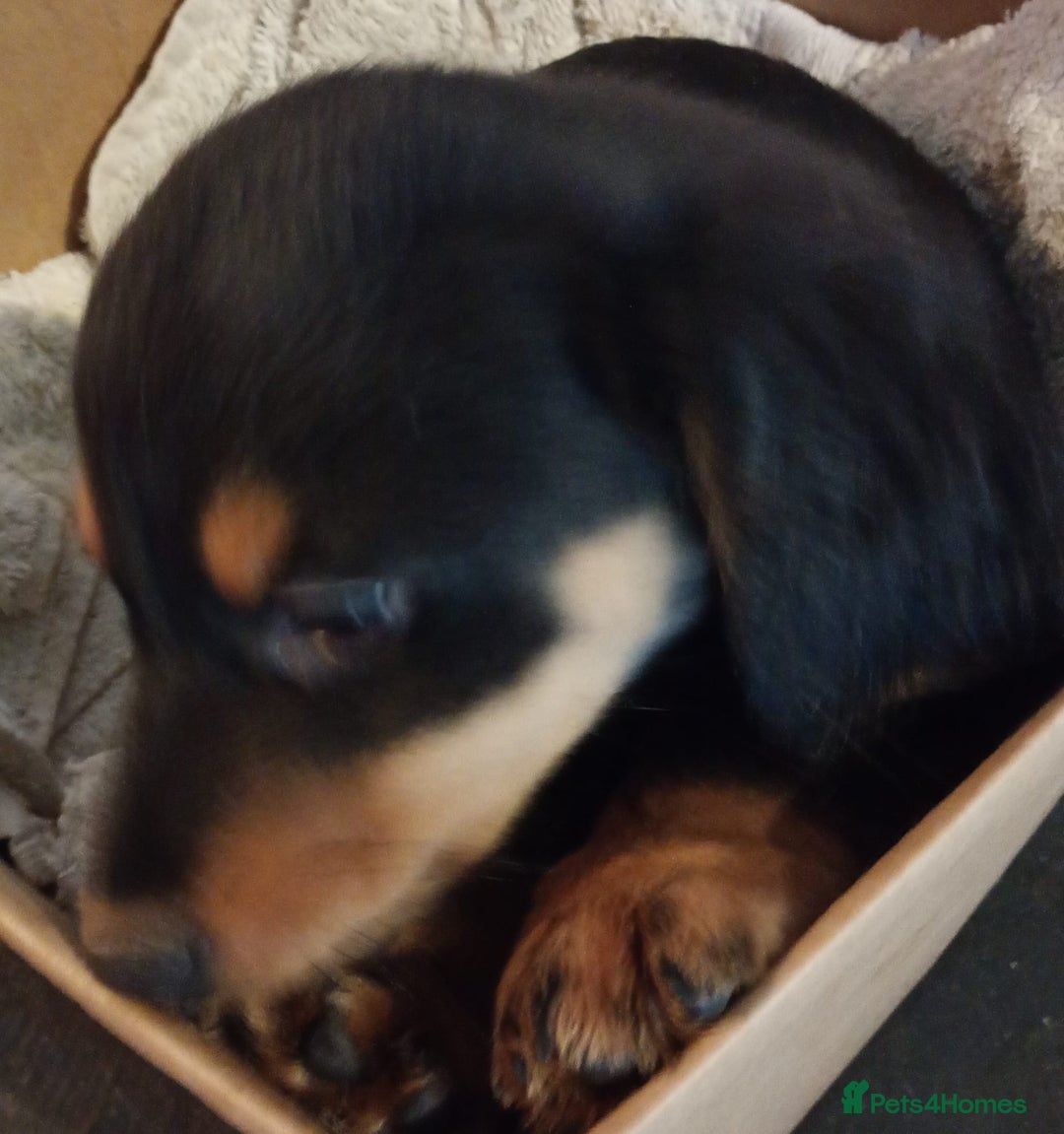 Dachshund dogs for sale: 5 long hair and short hair dachshunds for sale  - Advert 3