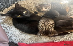 Mixed Breed cats for sale: Mixed breed kittens for sale  - Image 8