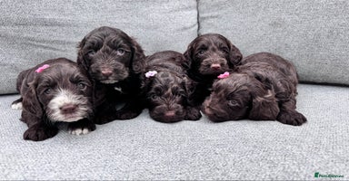 Cockapoo dogs - Advert 2