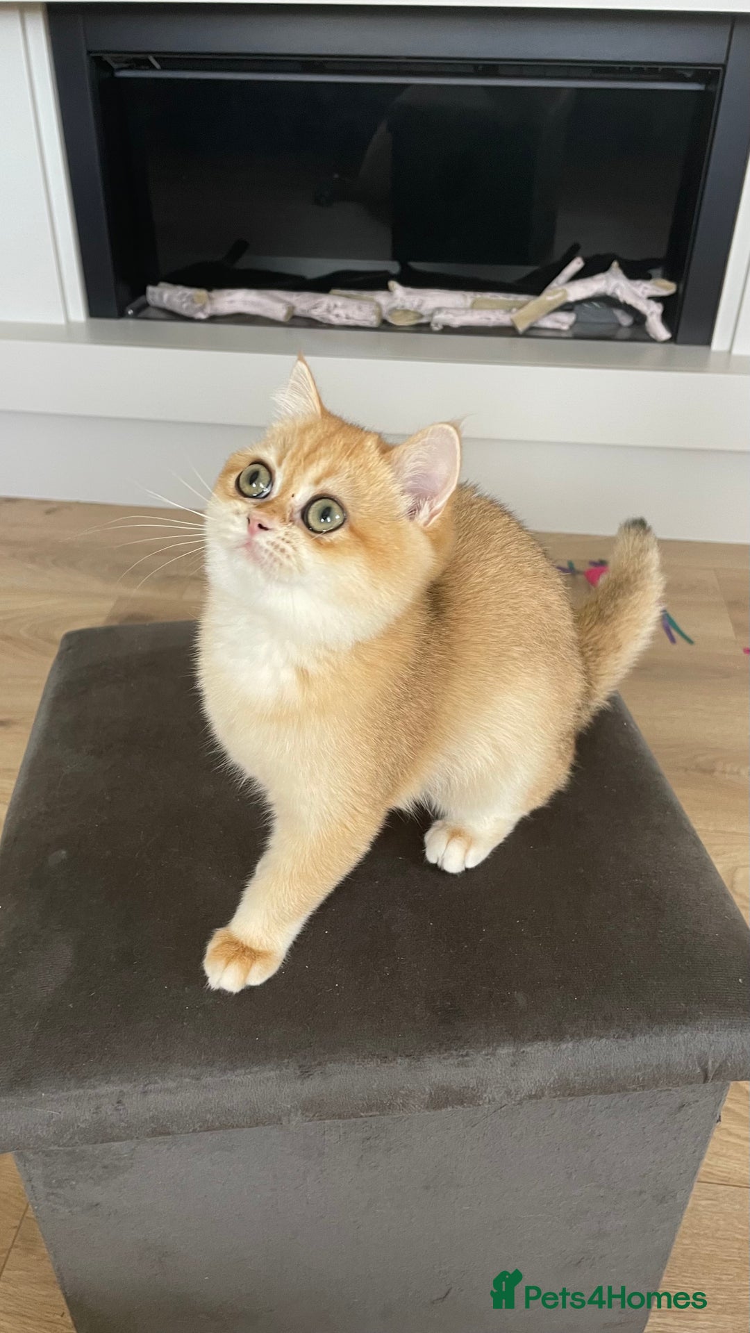 British Shorthair cats for sale: TICA & GCCF  Registered ACTIVE  Female Active  - Image 1