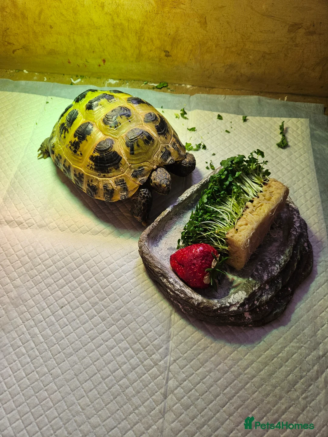Tortoise reptiles for sale: Two Horsefield Tortoise full set up.  - Advert 4