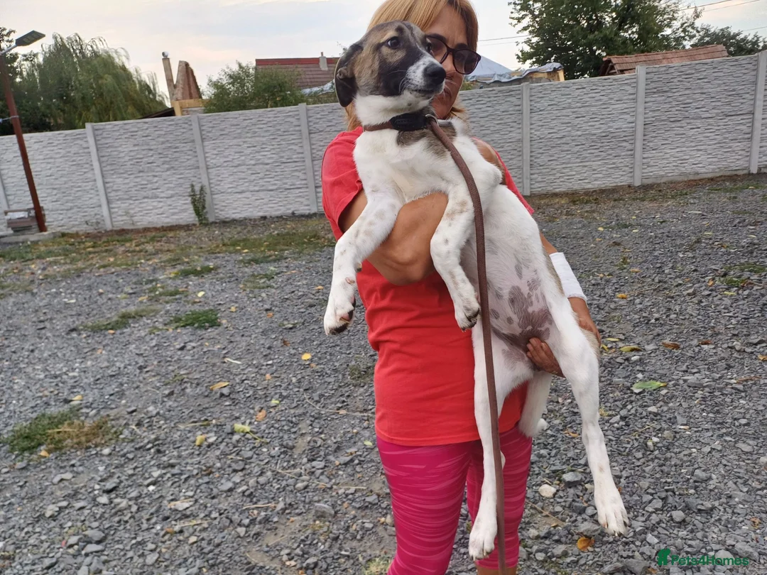 Mixed Breed dogs for adoption: 💔 GISELLE - A Lovely Girl for a Loving HOME ❤️ in Nottingham - Advert 2