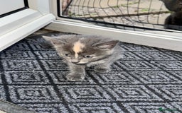 British Shorthair cats for sale: ONE female black Kitten ready to leave today!  - Image 5