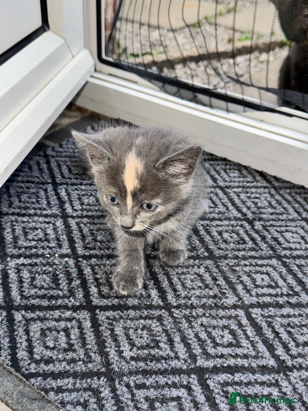 British Shorthair cats for sale: ONE female black Kitten ready to leave today!  - Image 5