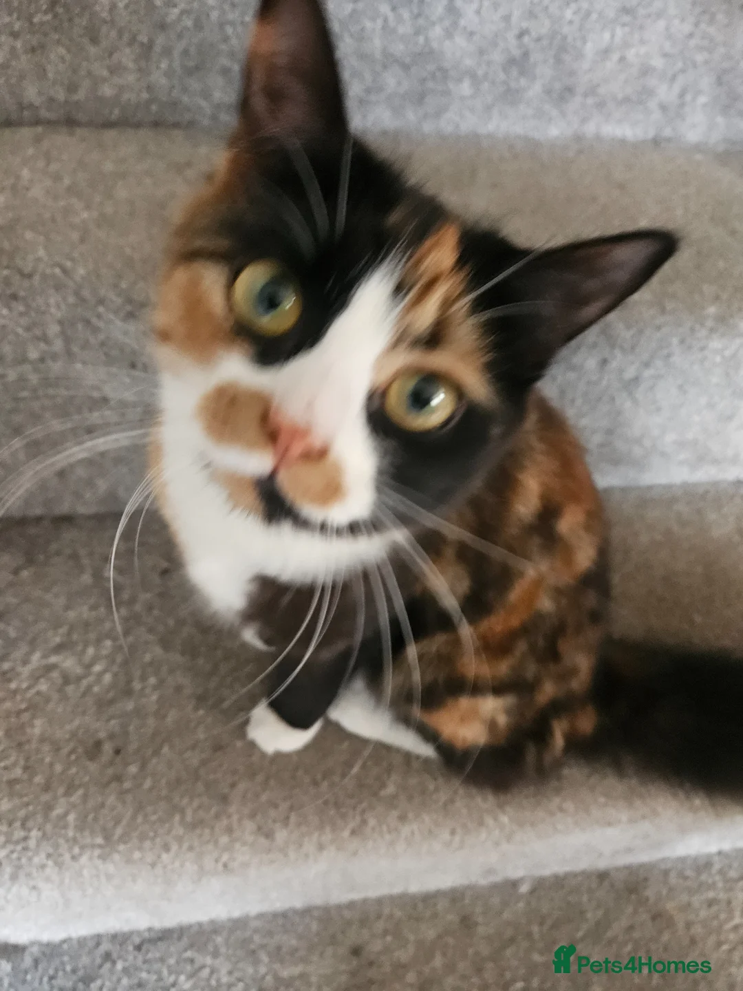 Mixed Breed cats for sale: Very affectionate cats - Advert 2