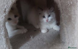 Ragdoll cats for sale: RAGDOLLS BOYS BICOLOUR VACCINATED MICROCHIPED  - Image 32