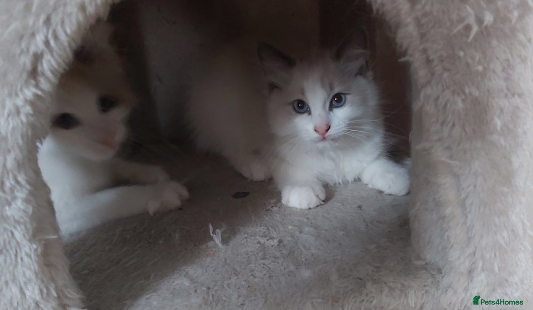 Ragdoll cats for sale: RAGDOLLS BOYS BICOLOUR VACCINATED MICROCHIPED  - Image 32