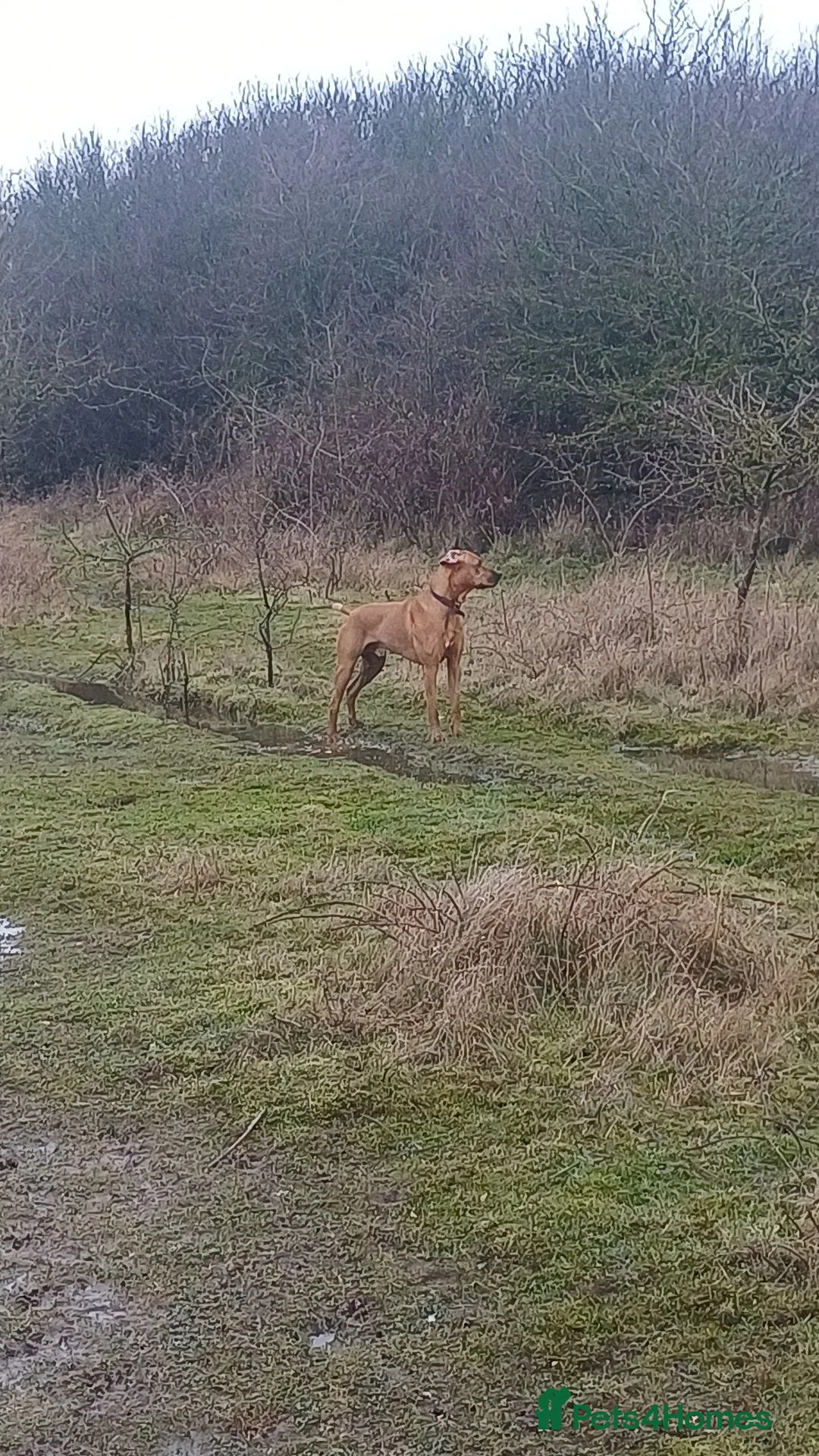 Rhodesian Ridgeback dogs for sale: 18 month old Ridgeback for sale - Advert 8