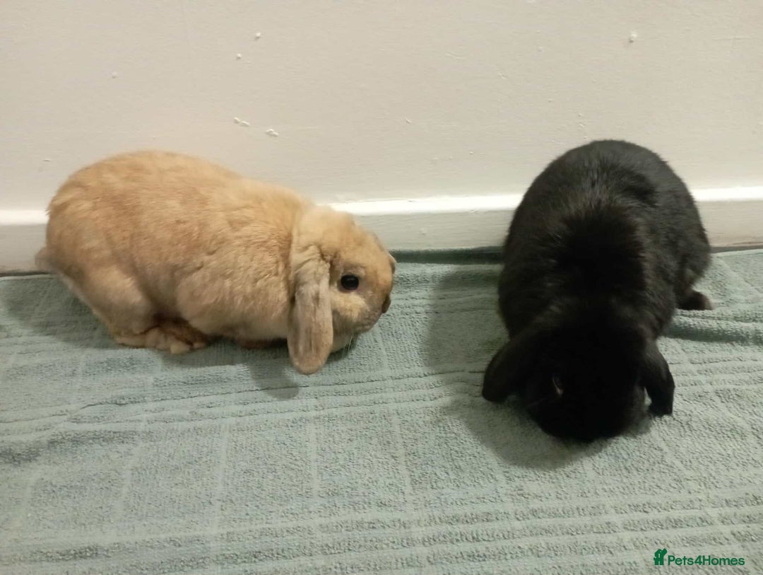 Mini Lop rabbits for sale: Mini lop - Advert 3
