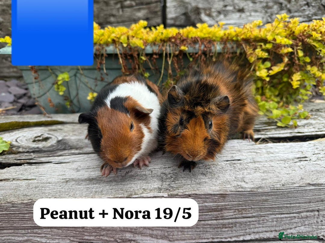 Guinea Pig rodents for sale: Baby guinea pigs available now. Sheffield. - Image 2