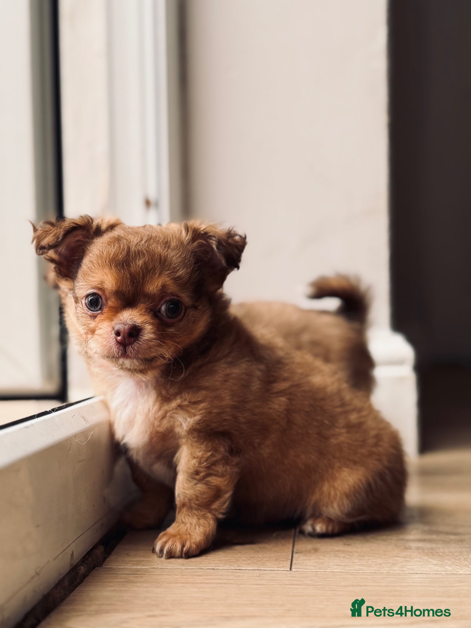 Chihuahua dogs 2 BOYS LEFT 😍😍 KC chihuahua puppies  - Advert 17