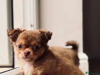 Chihuahua dogs 2 BOYS LEFT 😍😍 KC chihuahua puppies - Advert 17