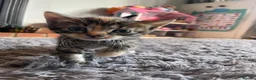 Mixed Breed cats for sale: 3 kittens  - Advert 7