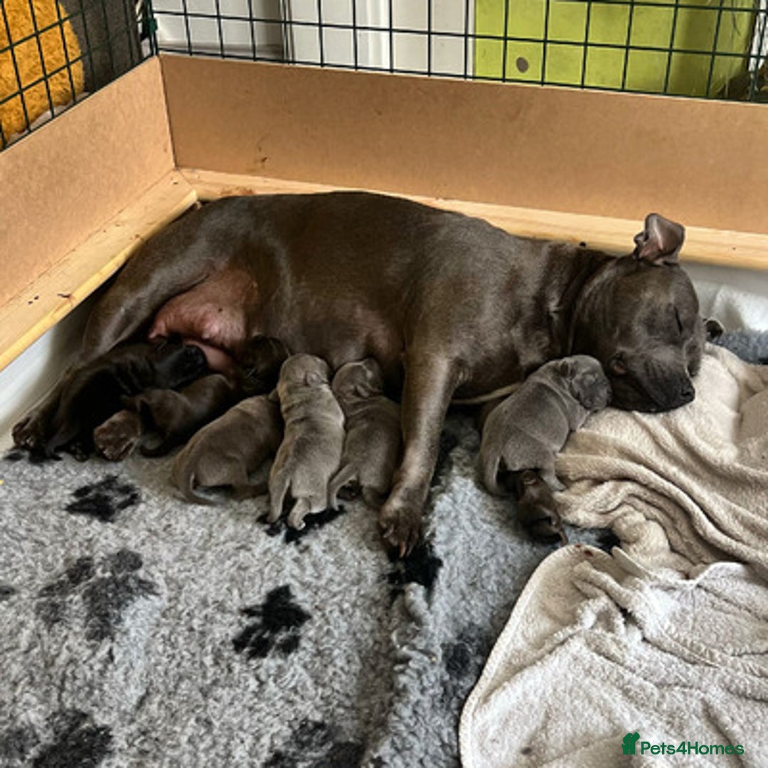 Staffordshire Bull Terrier dogs for sale: Blue Eyes Staffordshire Bull Terriers. - Image 7