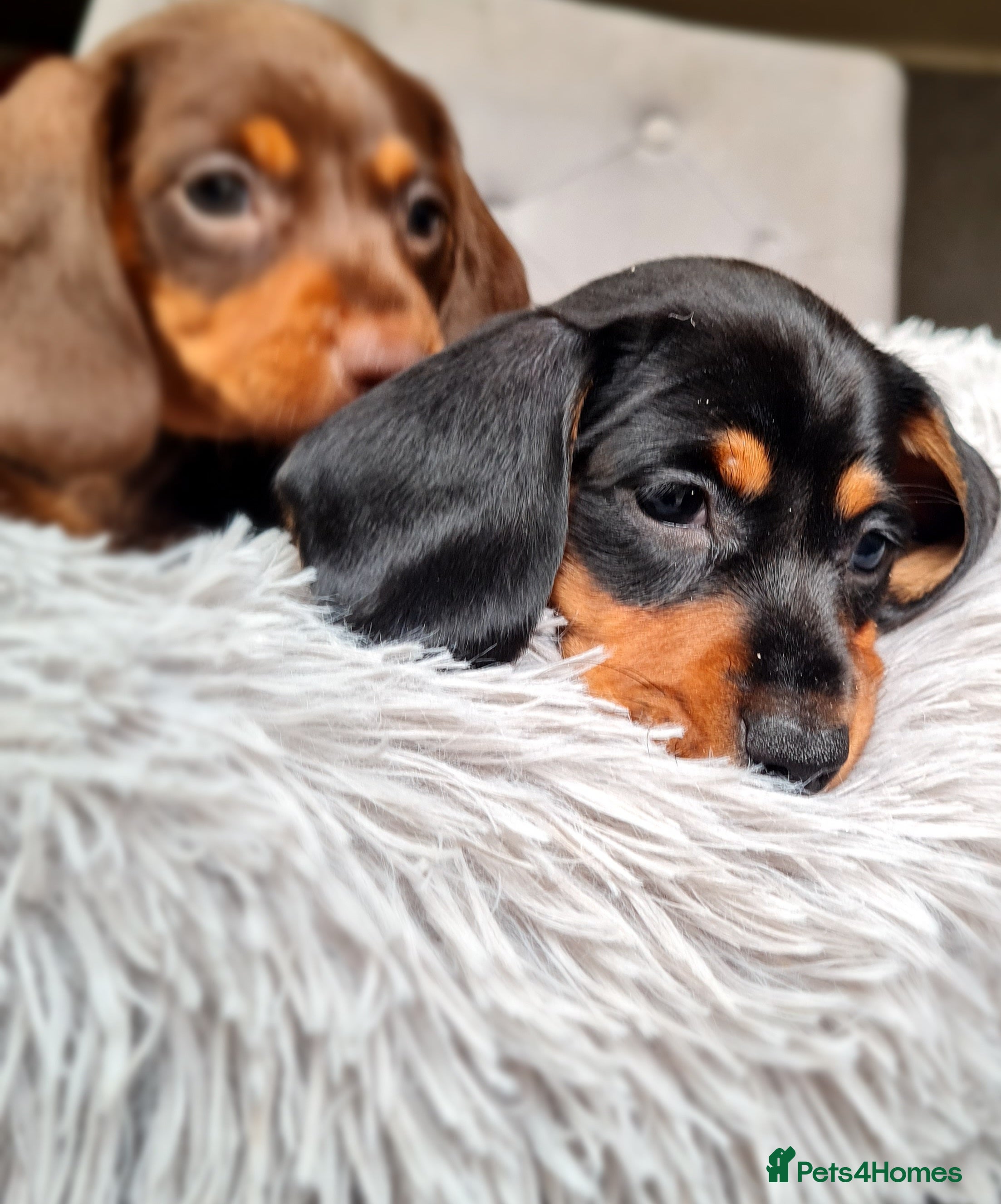 Miniature Dachshund dogs 🩷🐶 BEAUTIFUL  dachshunds puppy 🩷🐶 - Advert 3