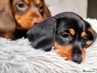Miniature Dachshund dogs 🩷🐶 BEAUTIFUL dachshunds puppy 🩷🐶 - Advert 3
