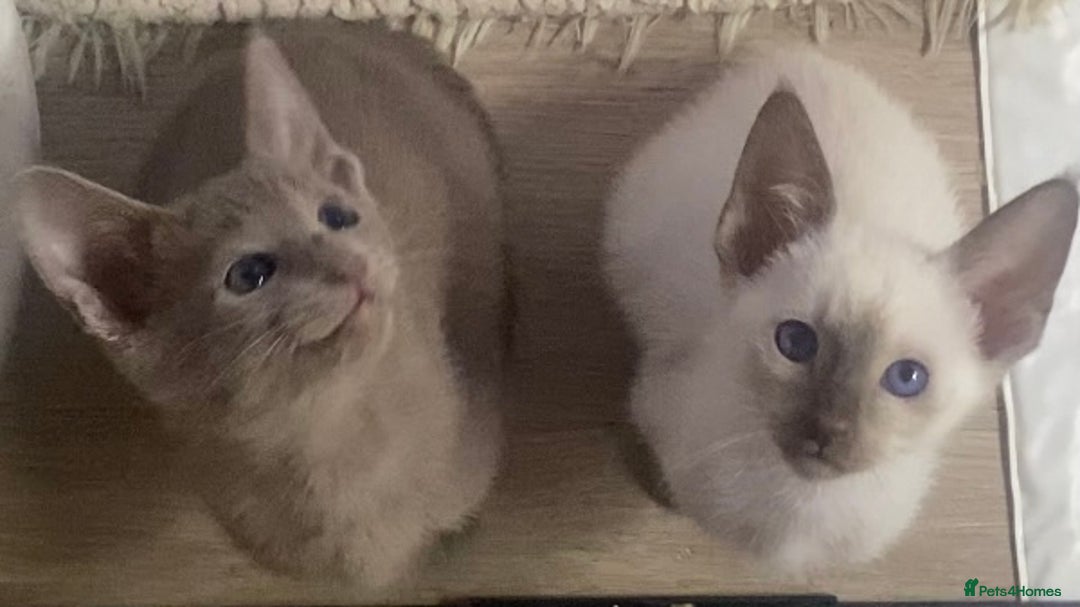 Mixed Breed cats for sale: Oriental/ Siamese  - Advert 11