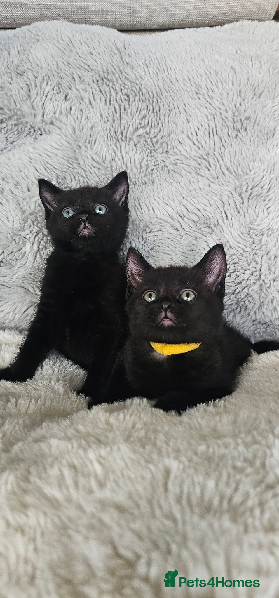 Russian Blue cats Gorgeous pure black kittens / mum is Russian Blue - Advert 12