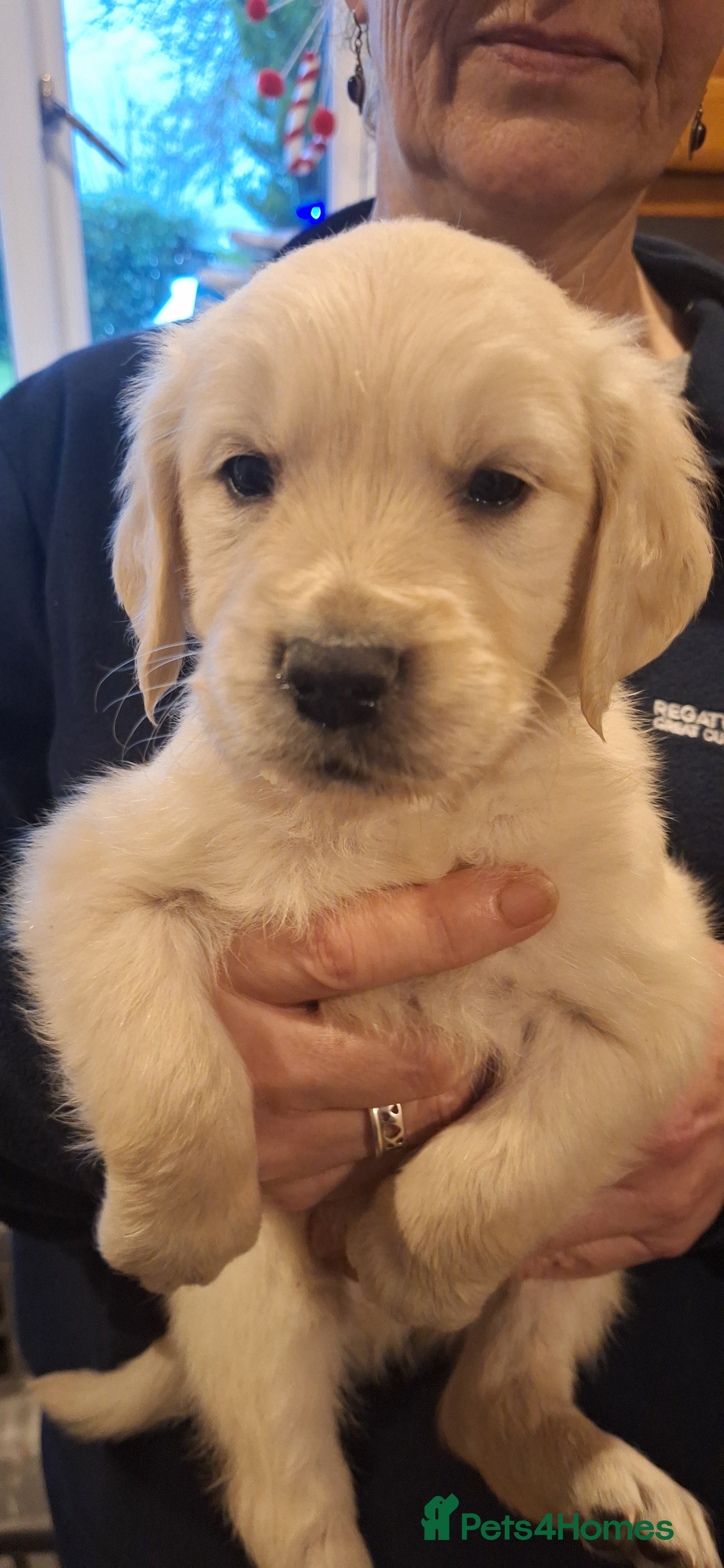 Golden Retriever dogs Blondies babies - Advert 1