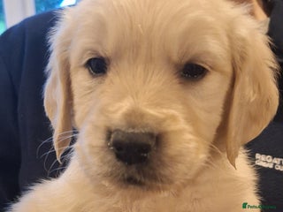 Golden Retriever dogs Blondies babies - Advert 1