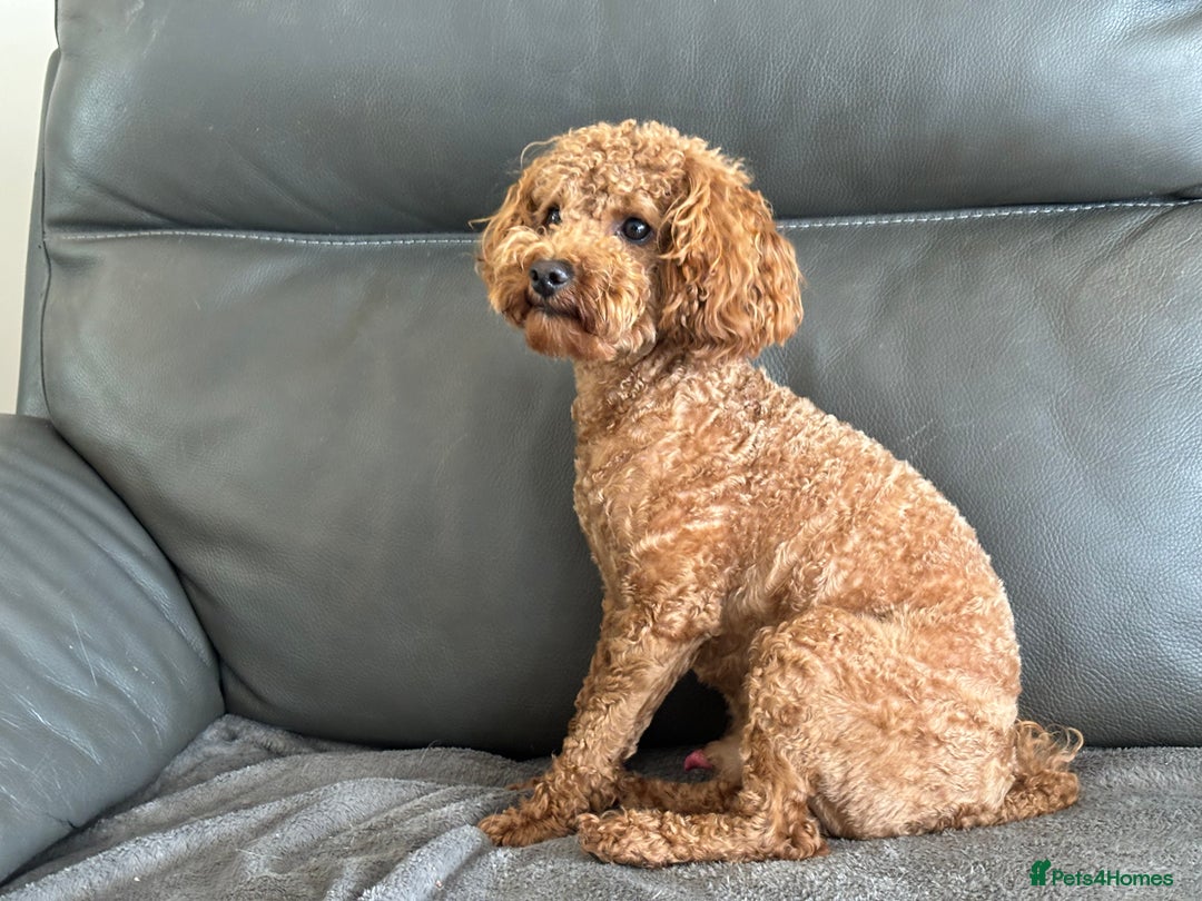Toy Poodle dogs for sale: KC Toy Poodle Boy - Image 21