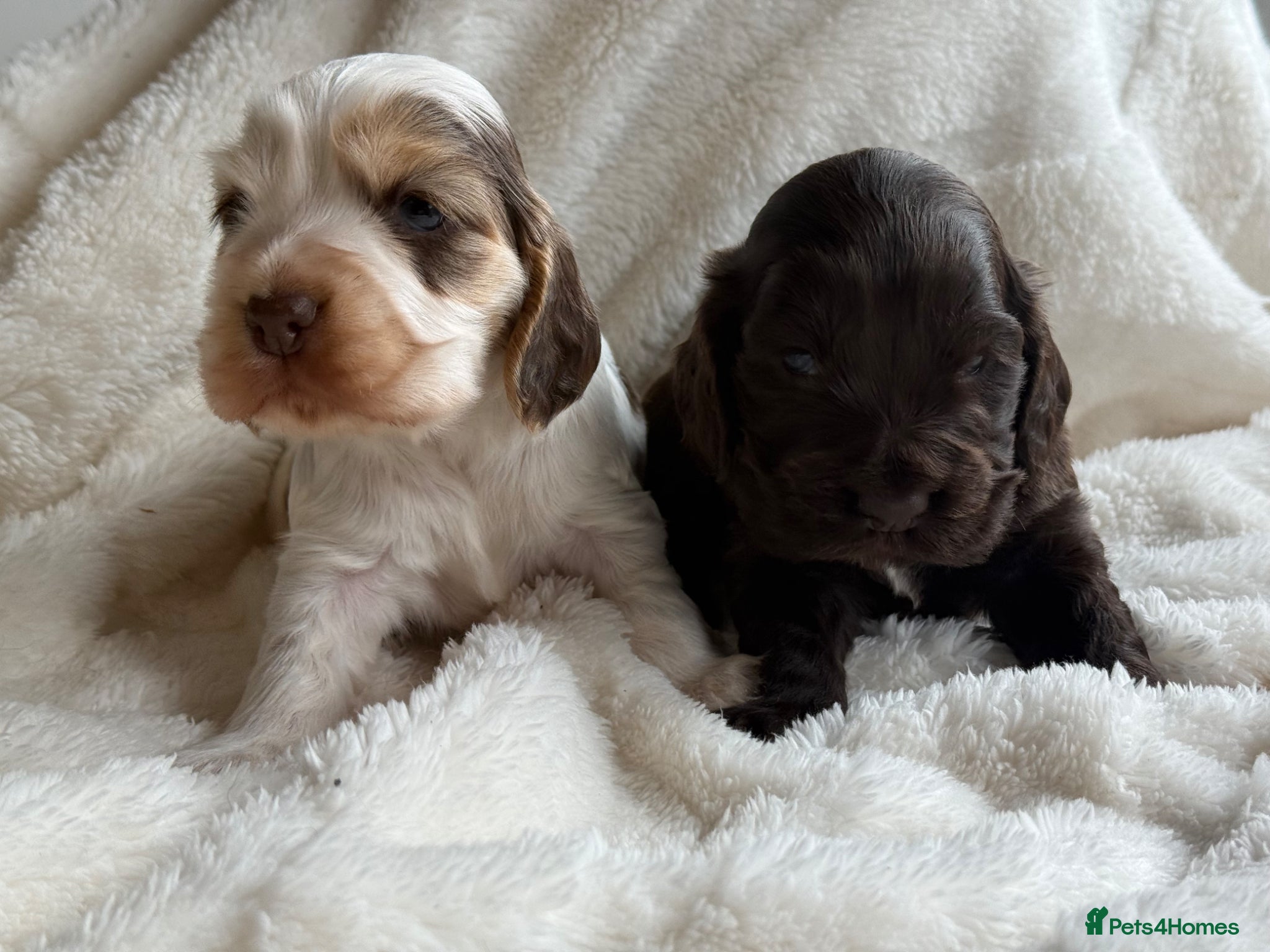 Cocker Spaniel dogs KC Show Cocker Spaniels  - Advert 2