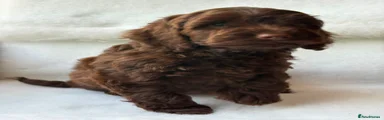 Cockapoo 6
