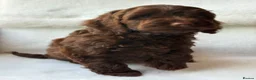 Cockapoo dogs for sale: Gorgeous Cockapoo puppies - Advert 7