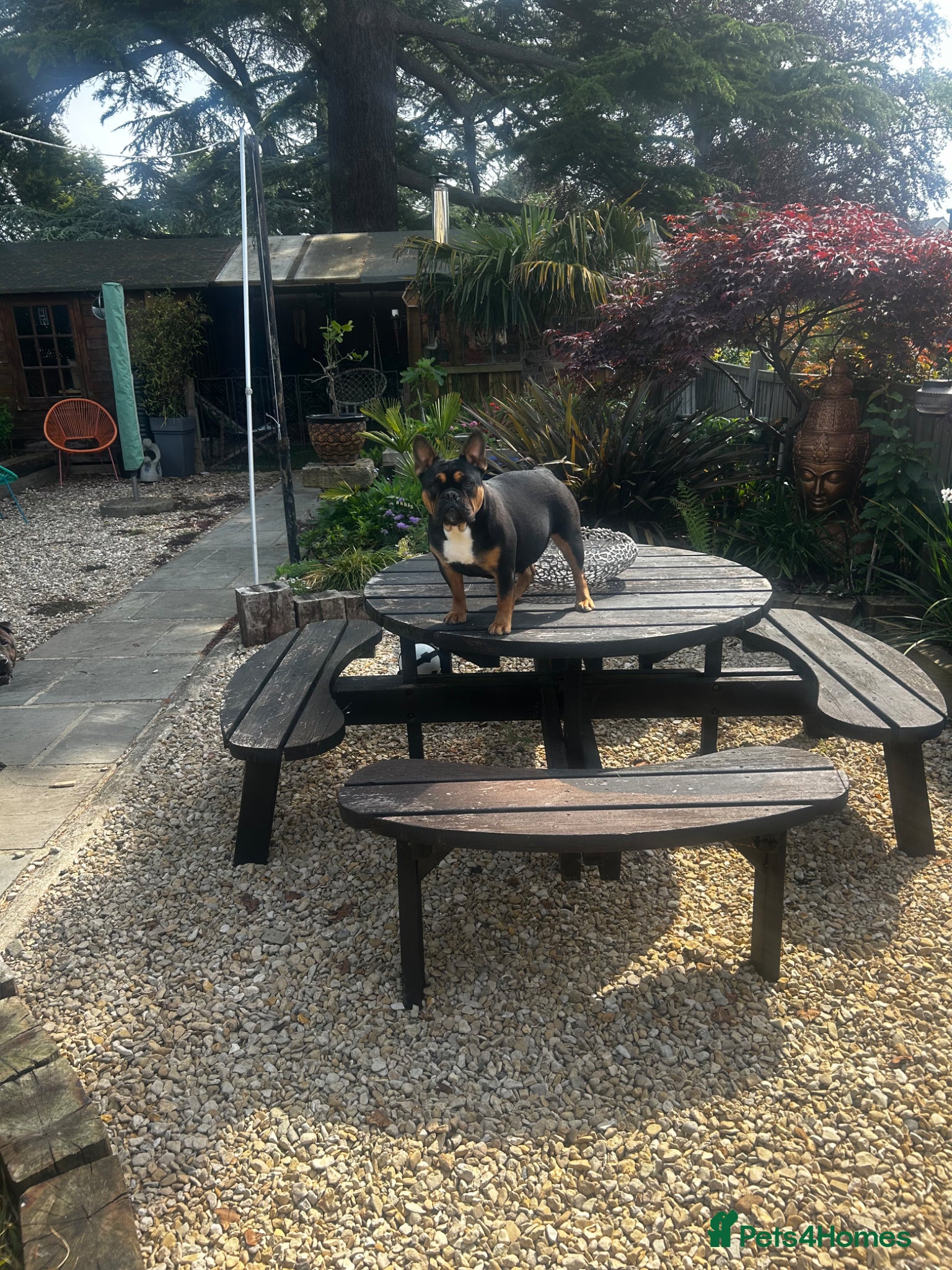 Mixed Breed dogs 8 Bullpei x French BullDog puppies for sale  - Advert 1