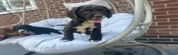 Cocker Spaniel dogs for sale: Working cocker spaniels - Advert 3