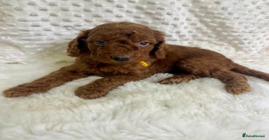 Goldendoodle dogs - Advert 2