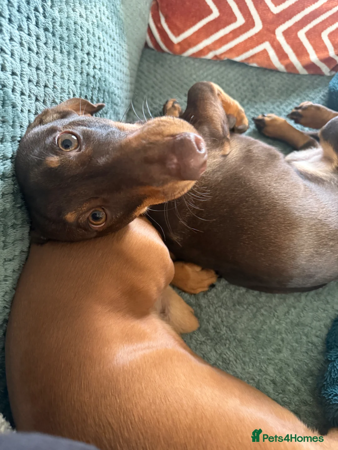 Dachshund dogs for sale: 7 month Dachshund  in Colchester - Advert 1