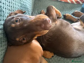 Dachshund dogs 7 month Dachshund - Advert 1