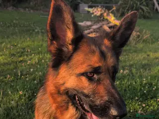 German Shepherd dogs German shepherd puppies in Bridgwater - Advert 17