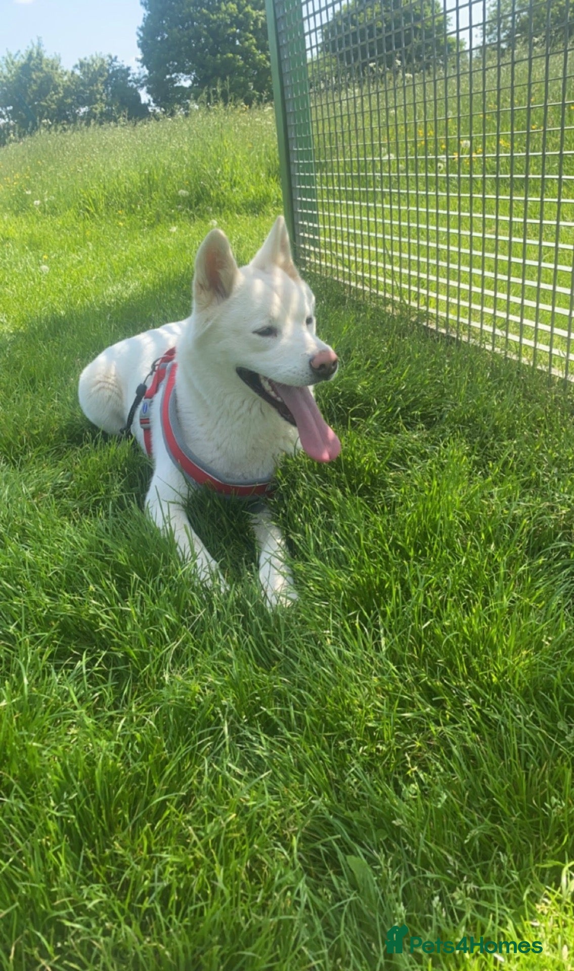 Akita dogs Female American Akita Looking for Her Forever Home - Advert 9