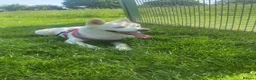 Akita dogs for sale: Female American Akita Looking for Her Forever Home - Advert 1