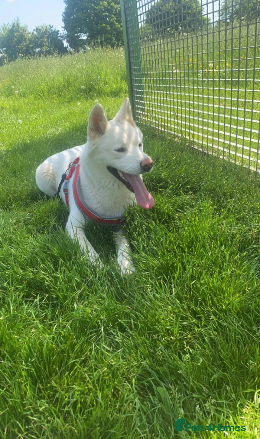 Akita dogs for sale: Female American Akita Looking for Her Forever Home - Advert 1