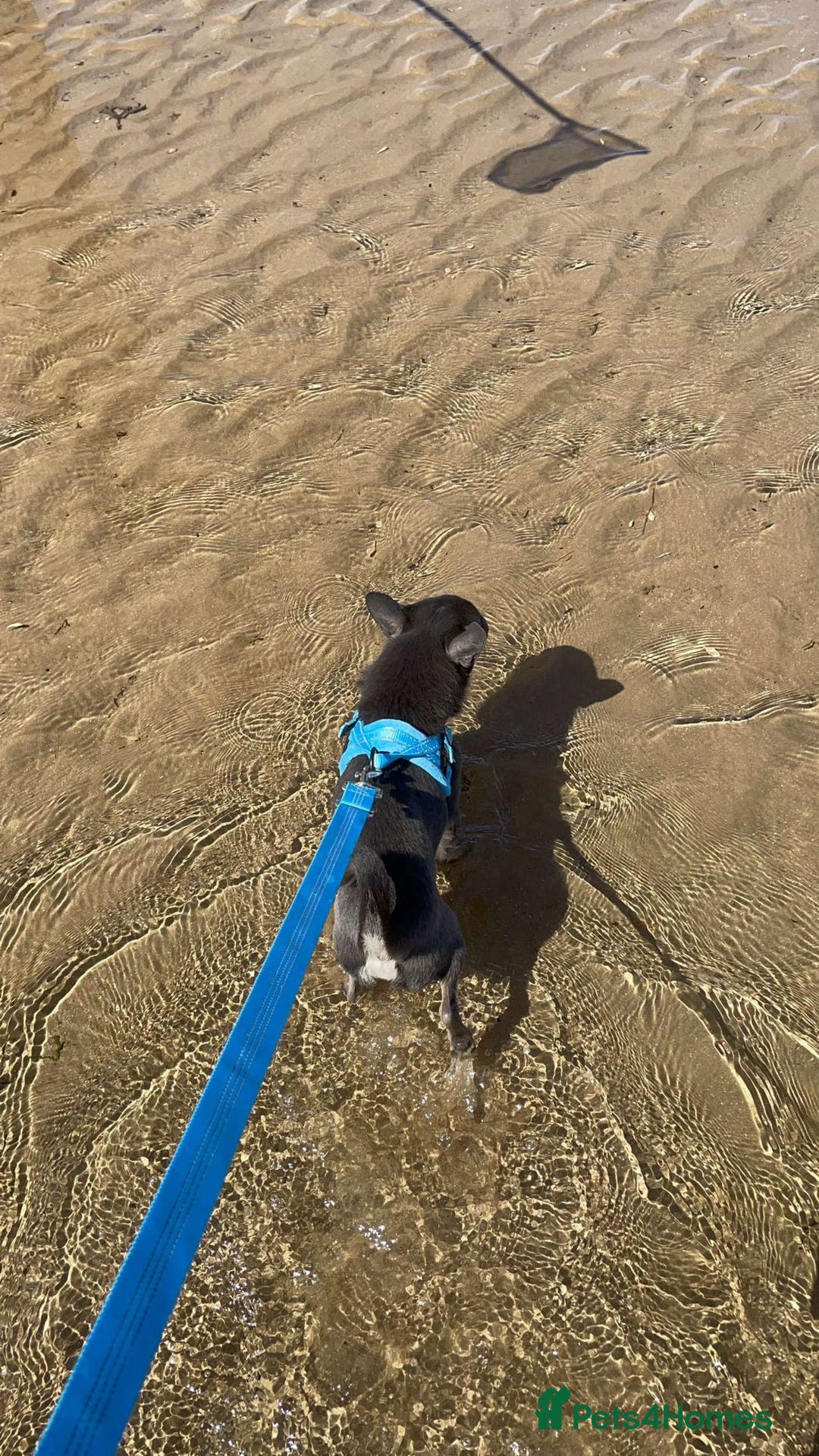 Chihuahua dogs for sale: Male chihuahua  - Advert 5