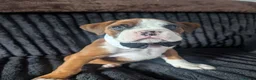 Boxer dogs for sale: Stunning boxer puppies  - Advert 36