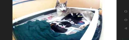 Mixed Breed dogs for sale: Border Collie/Husky Cross Puppies  - Advert 18