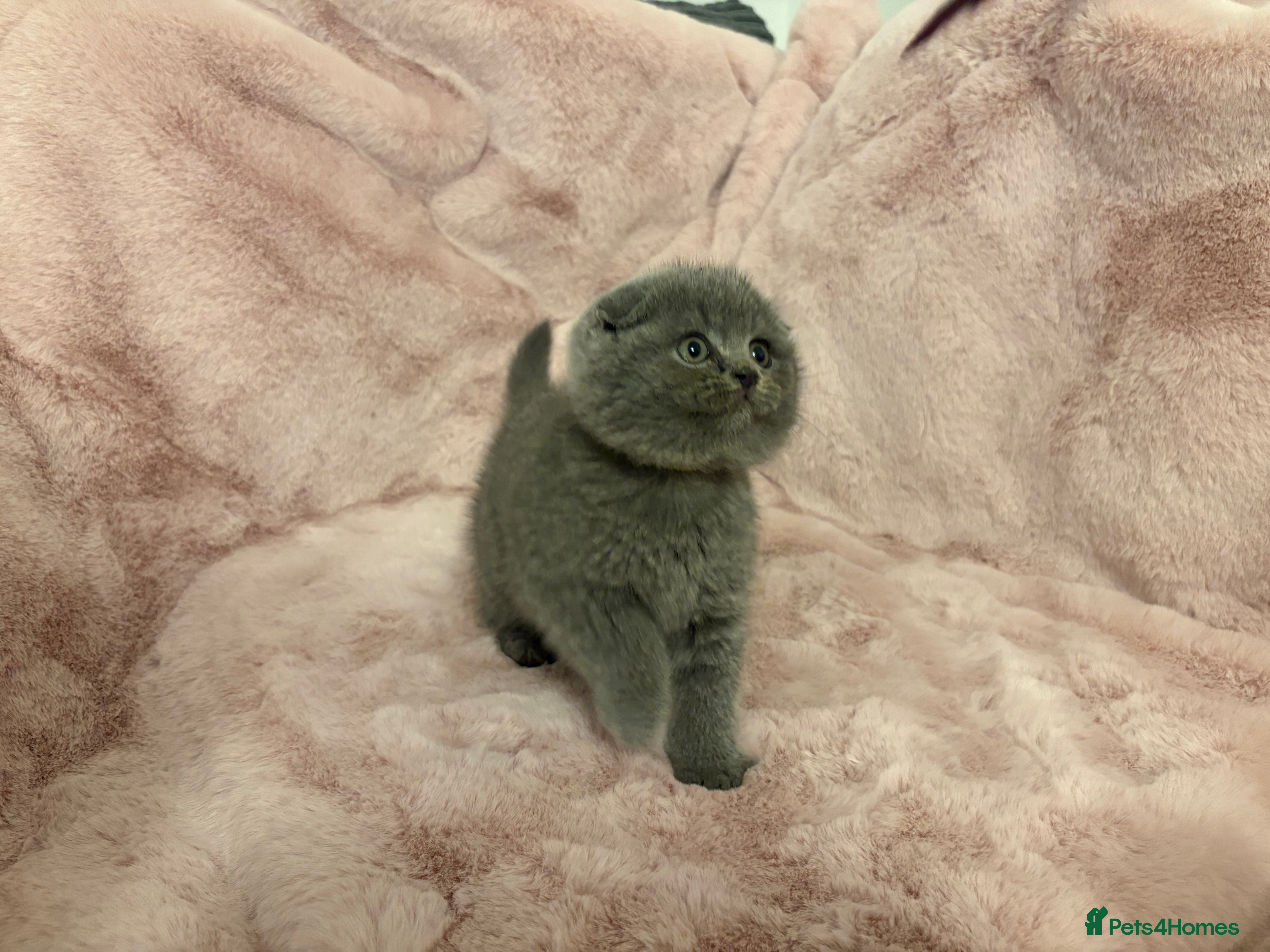 Scottish Fold cats Chunky Scottish fold kittens - Advert 10