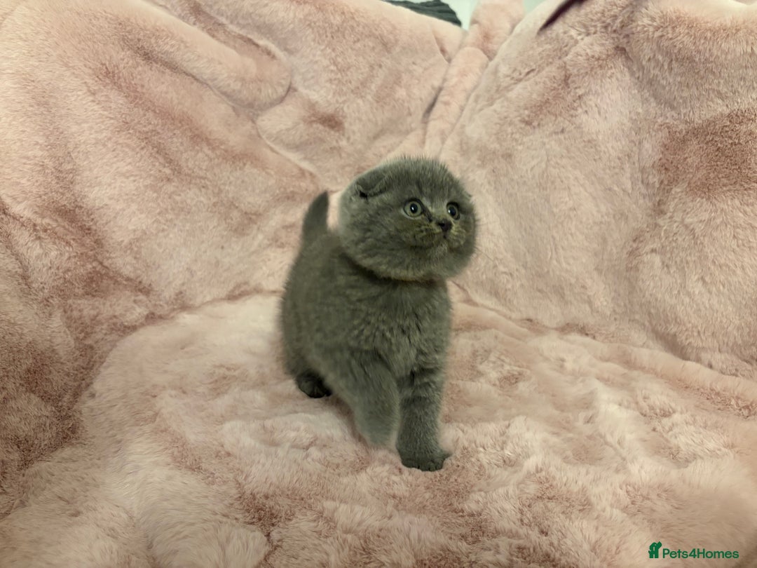 Scottish Fold cats for sale: One remaining - Chunky Male Scottish fold kitten - Advert 2