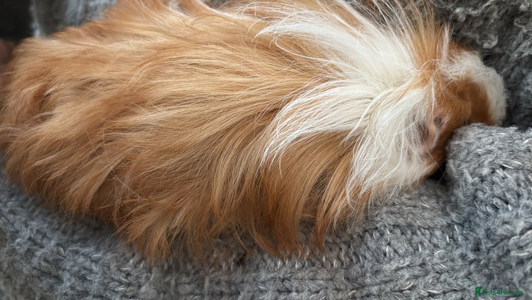 Guinea Pig rodents for sale: 2 baby sister guineas - very friendly / handled  - Advert 9