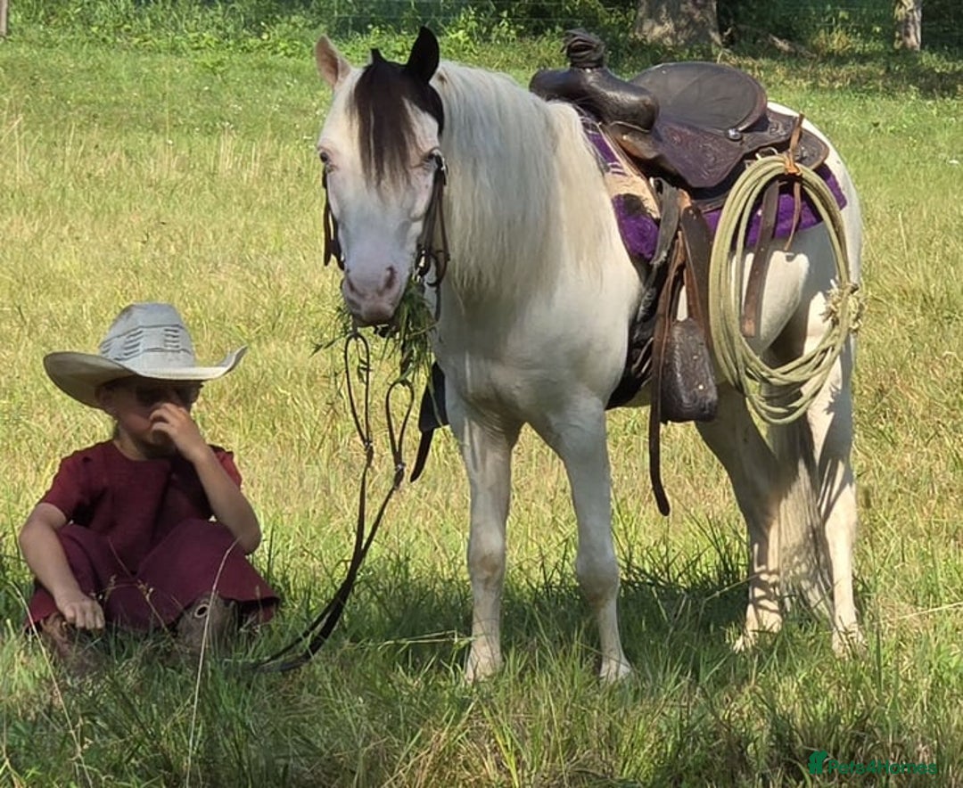 American Quarter horses for sale: Trustworthy Reliable 5 Yr Old Black and White  - Image 2