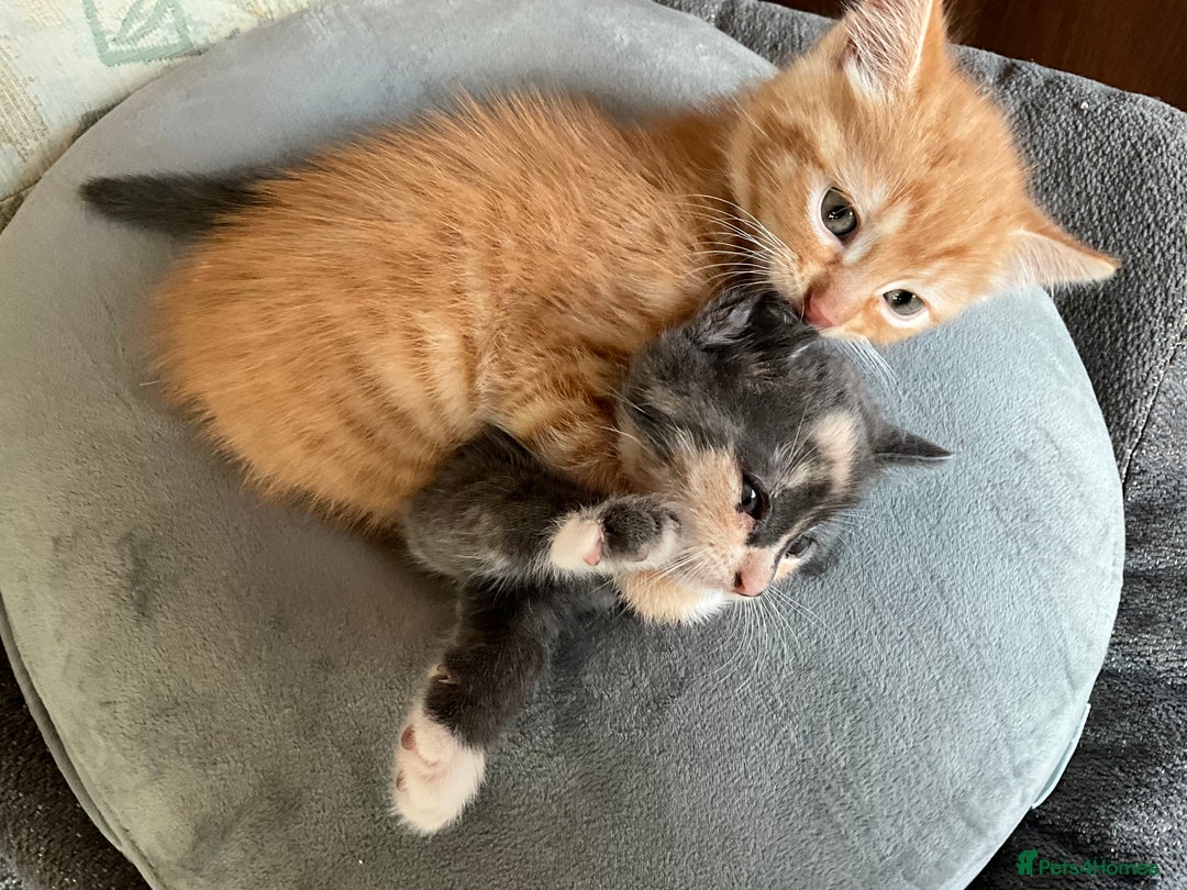 Mixed Breed cats for sale:  Two Adorable Kittens Looking for a Loving Home  - Image 3