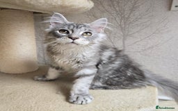 Maine Coon cats for sale: READY NOW Maine Coon Kitten Russian/Shaded lines in Hull - Image 27