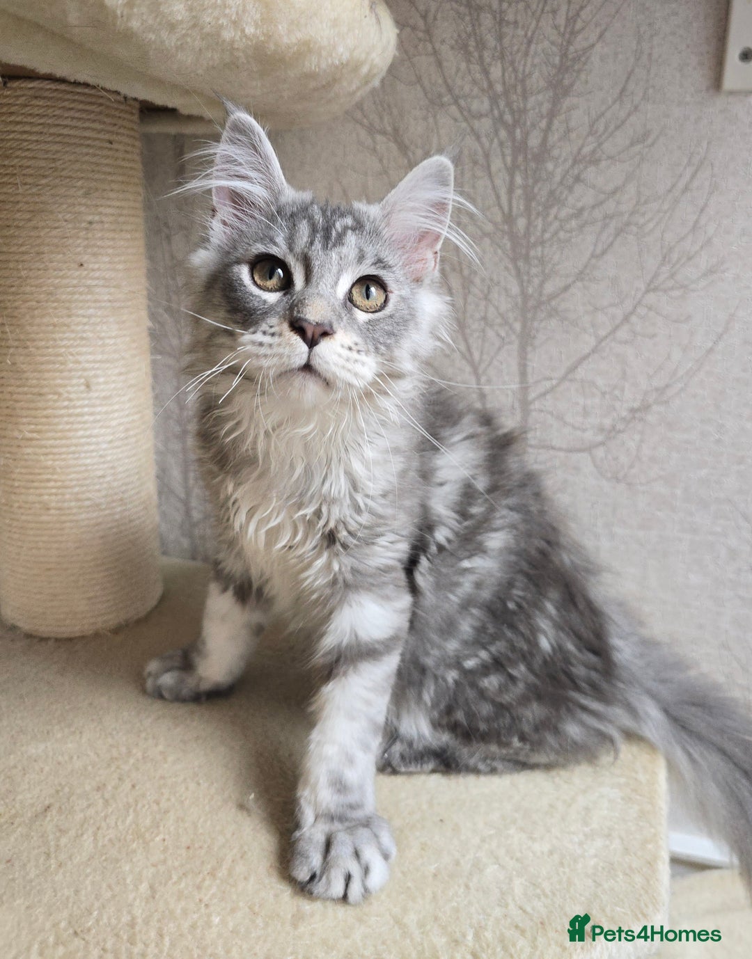 Maine Coon cats for sale: READY NOW Maine Coon Kitten Russian/Shaded lines in Hull - Image 27
