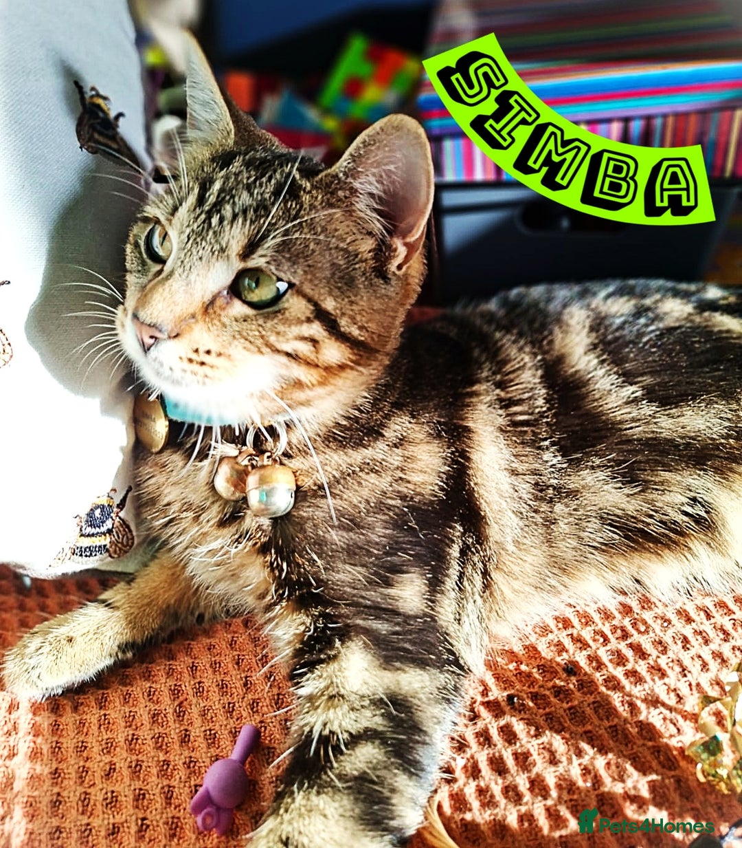 Mixed Breed cats for sale: Free to a Loving Home 2 Cats& 1 Kitten-Swansea - Advert 29